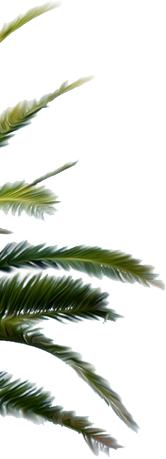 palmtree