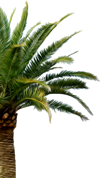 palmtree3